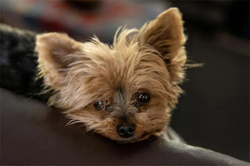 愛犬の安楽死は早すぎる？見極めるべき7つのサイン