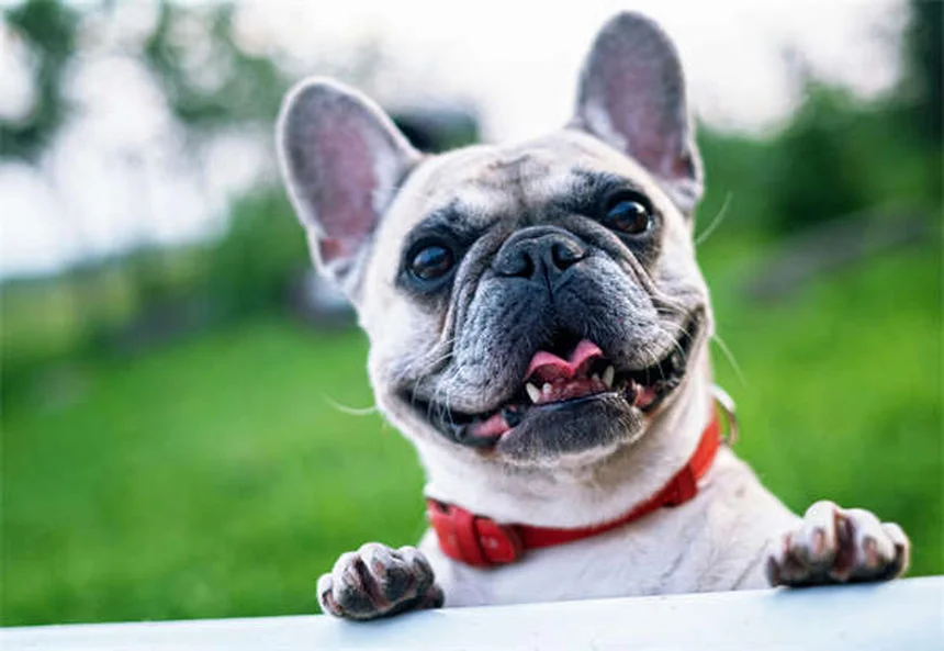 愛犬の安楽死は早すぎる？見極めるべき7つのサイン
