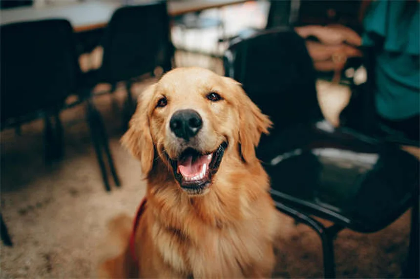 愛犬の安楽死は早すぎる？見極めるべき7つのサイン