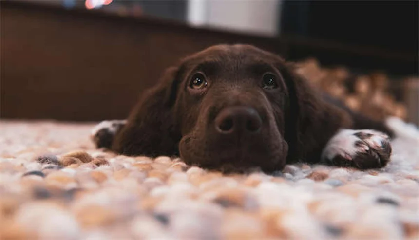 茶色い犬ダニの危険性と対策｜愛犬を守る完全ガイド