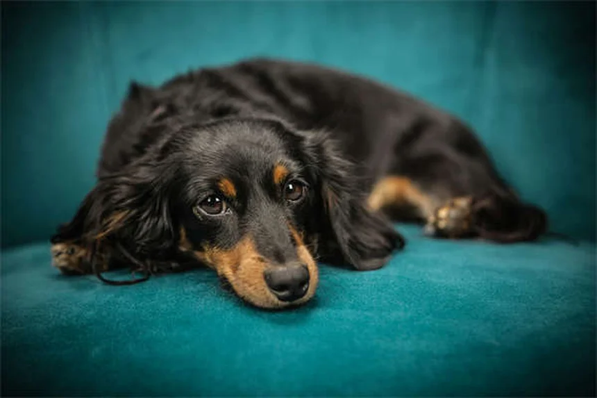 シニア犬と楽しむタッチスクリーンゲームの始め方【完全ガイド】