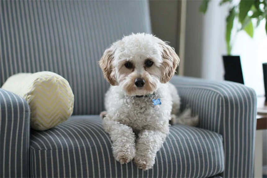犬が危険物を食べた時の対処法｜自宅で吐かせるべき？獣医が教える正しい判断