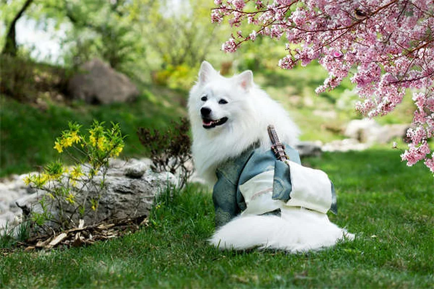 犬が危険物を食べた時の対処法｜自宅で吐かせるべき？獣医が教える正しい判断