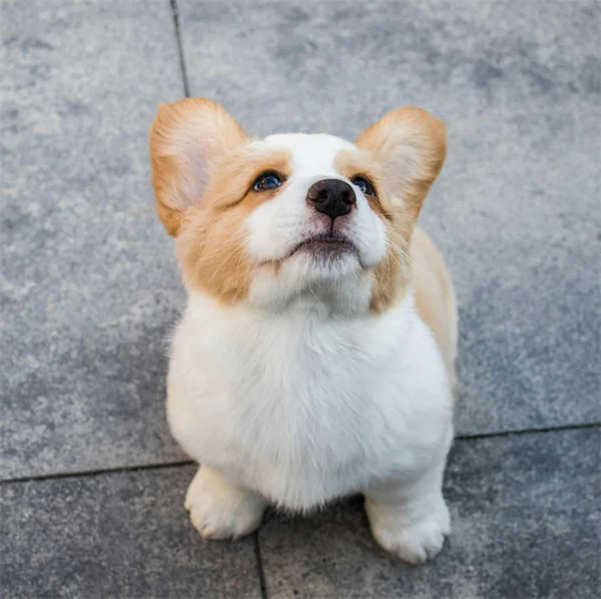 犬が危険物を食べた時の対処法｜自宅で吐かせるべき？獣医が教える正しい判断