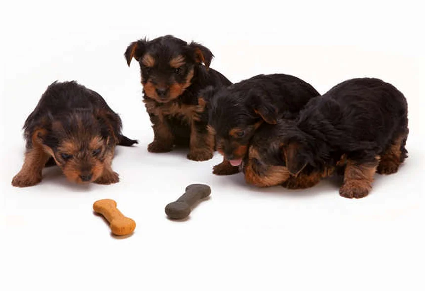 犬の関節炎治療法7選｜愛犬の痛みを和らげる完全ガイド