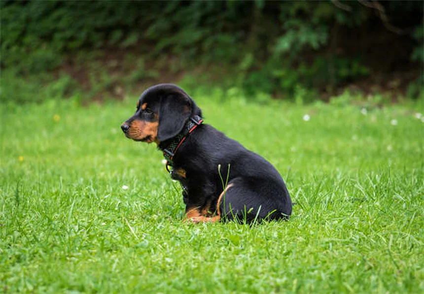 犬の関節炎治療法7選｜愛犬の痛みを和らげる完全ガイド
