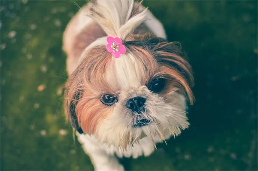 犬の関節炎治療法7選｜愛犬の痛みを和らげる完全ガイド