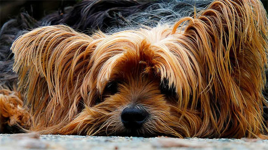 犬の関節炎治療法7選｜愛犬の痛みを和らげる完全ガイド