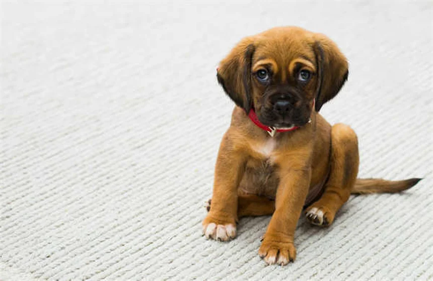 犬の健康寿命を延ばすNAD+サプリの効果とは？