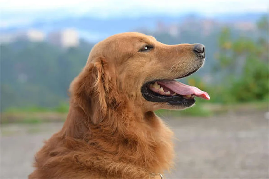 犬が吐いた後の食事対策｜獣医師が教える正しい対処法