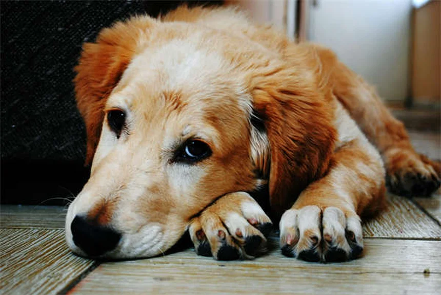 犬が吐いた後の食事対策｜獣医師が教える正しい対処法