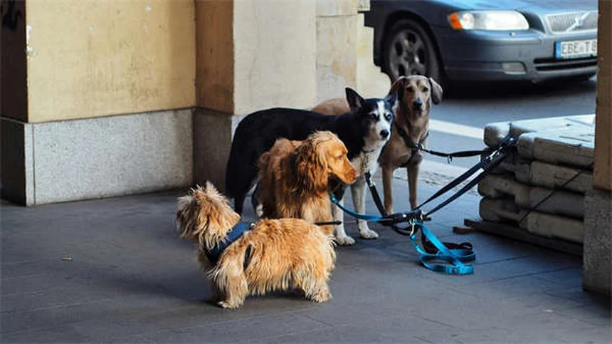 犬の不安症に効くブスピロンとは？効果と副作用を徹底解説