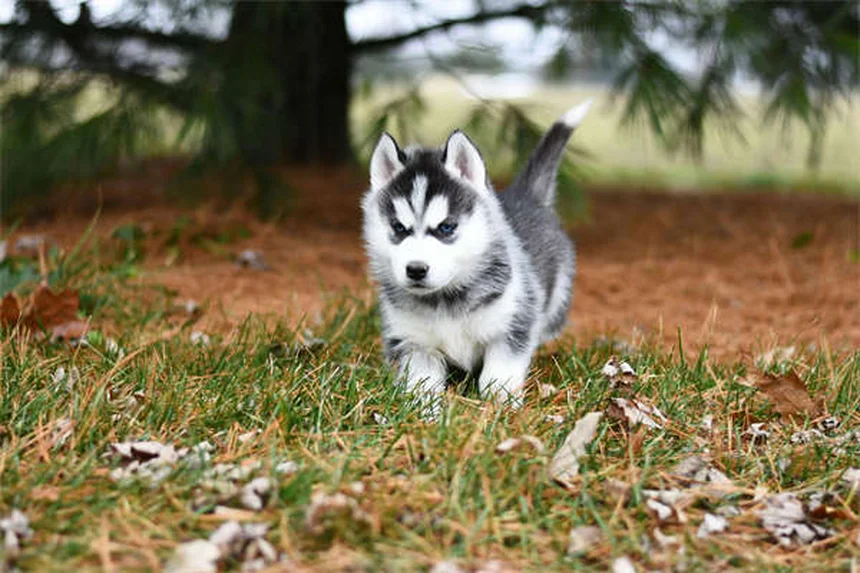 犬の不安症に効くブスピロンとは？効果と副作用を徹底解説