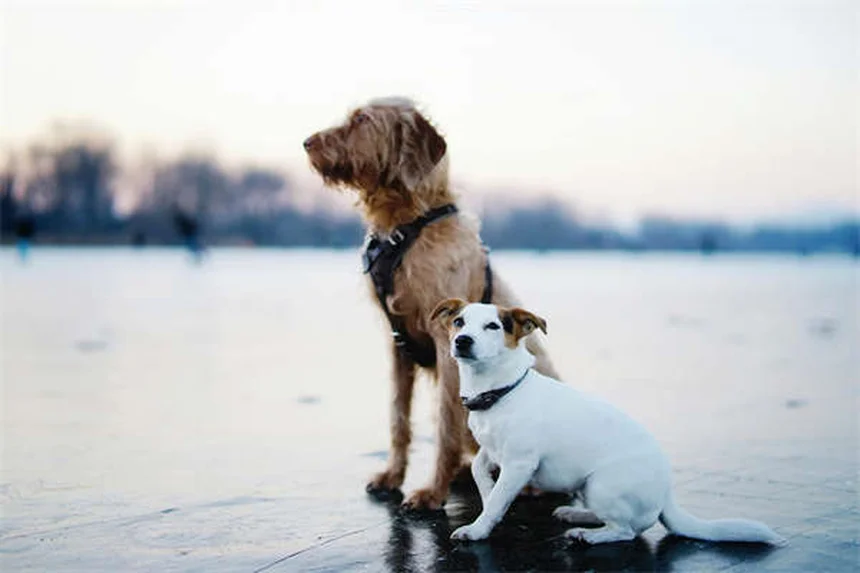 犬の不安症に効くブスピロンとは？効果と副作用を徹底解説