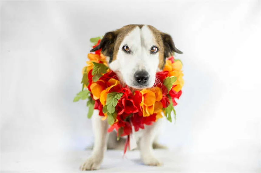 ティーカップ犬の真実：健康リスクと倫理的問題を解説