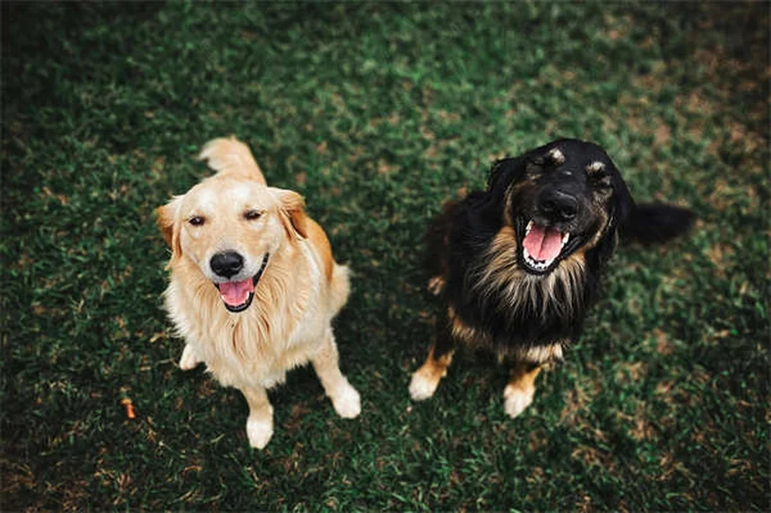 ティーカップ犬の真実：健康リスクと倫理的問題を解説