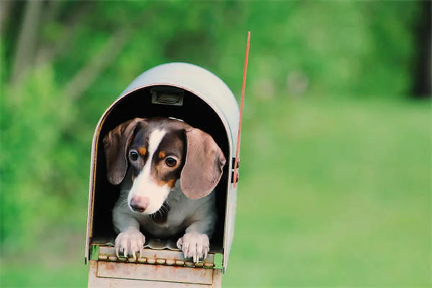ティーカップ犬の真実：健康リスクと倫理的問題を解説