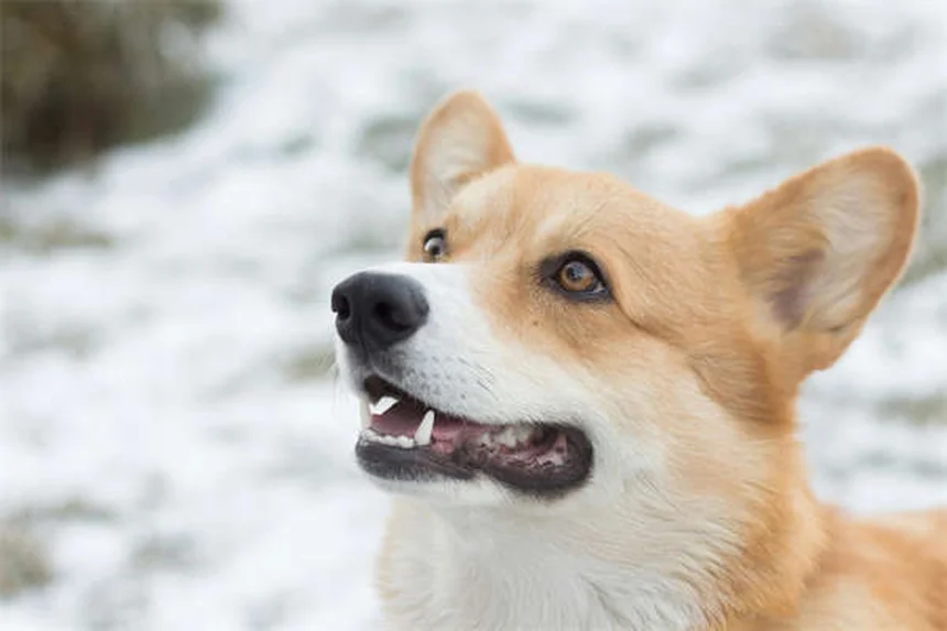 犬のナルコレプシーとは？症状と対処法を獣医師が解説