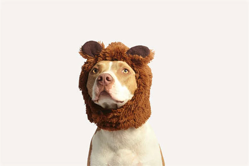 犬のナルコレプシーとは？症状と対処法を獣医師が解説