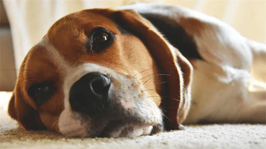 犬のナルコレプシーとは？症状と対処法を獣医師が解説