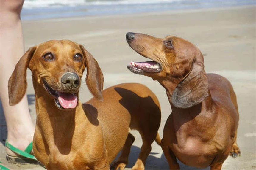 シェイキングパピー症候群の症状と治療法｜子犬の震えの原因と対処法
