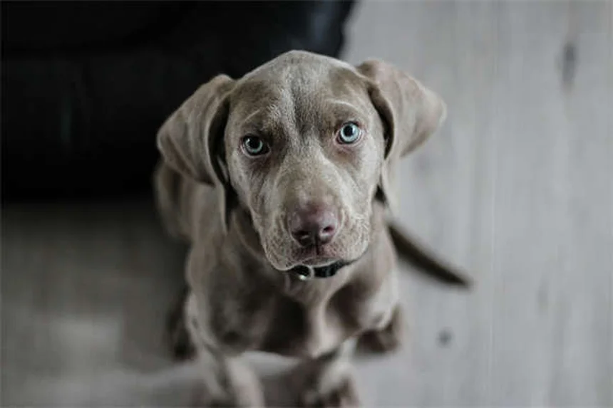 シェイキングパピー症候群の症状と治療法｜子犬の震えの原因と対処法