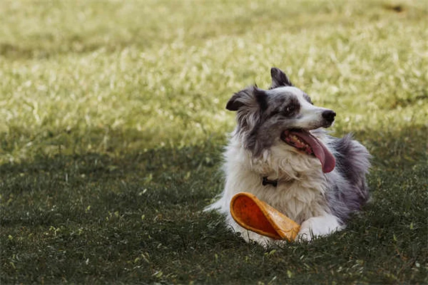 Potassium Supplements for Pets: What Every Pet Owner Should Know