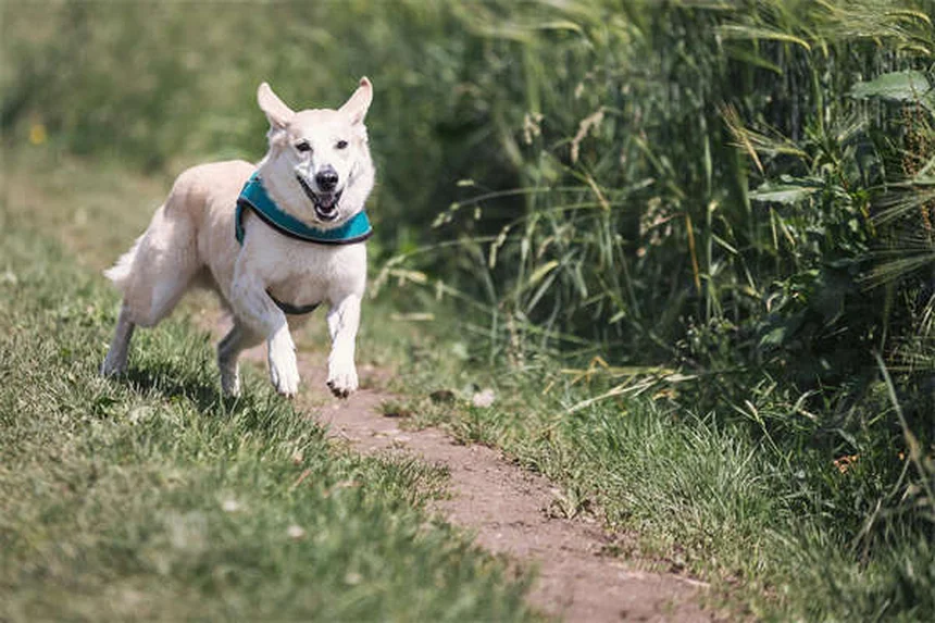 Powassan Virus in Pets: What Dog and Cat Owners Need to Know
