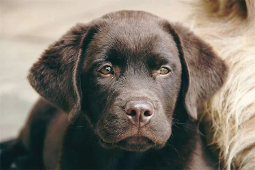 Powassan Virus in Pets: What Dog and Cat Owners Need to Know