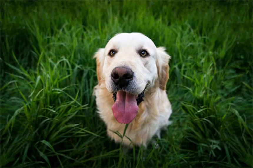 Taurine for Pets: Essential Guide for Cat & Dog Owners