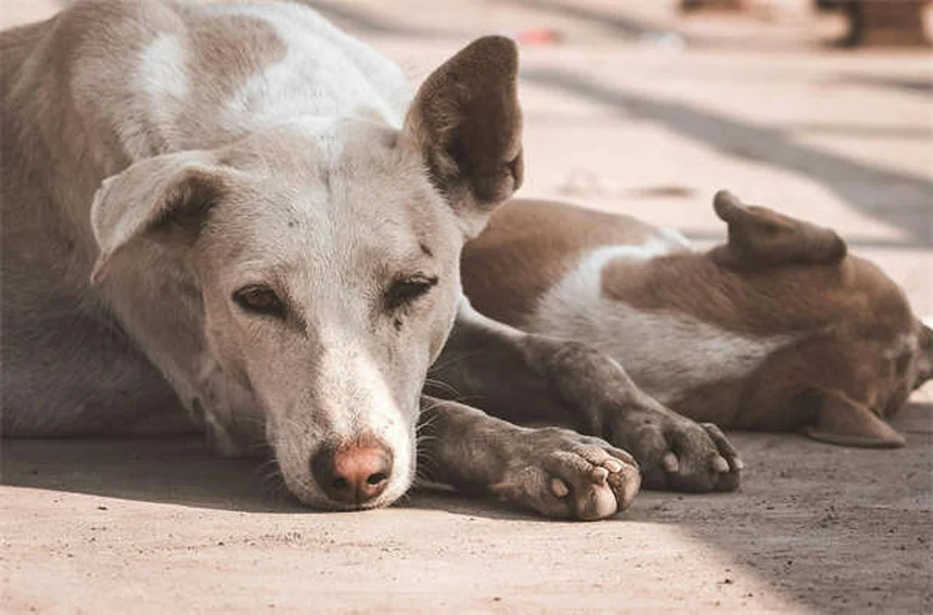 Taurine for Pets: Essential Guide for Cat & Dog Owners