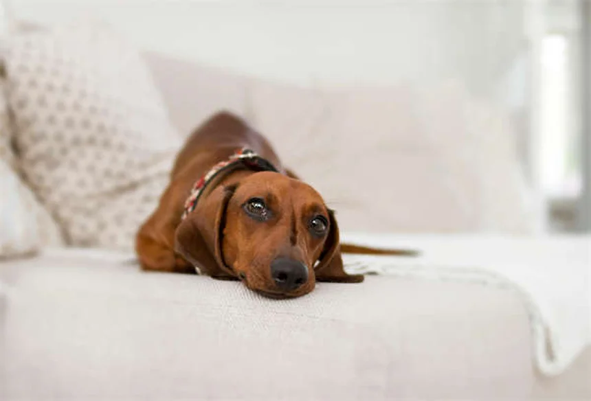 Cat Seizures: Symptoms, Causes & What to Do Immediately