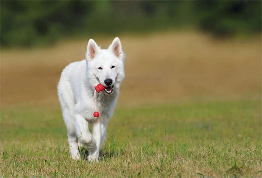 4th of July Pet Safety: 10 Essential Tips to Protect Your Furry Friends