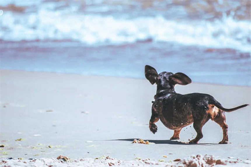 4th of July Pet Safety: 10 Essential Tips to Protect Your Furry Friends