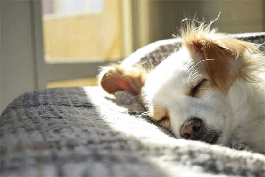犬と猫が心臓に良い3つの科学的理由【最新研究】