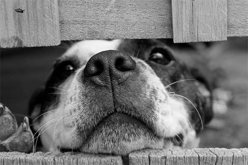 犬と猫が心臓に良い3つの科学的理由【最新研究】