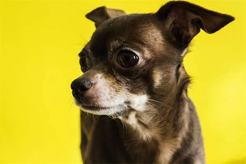 犬と猫が心臓に良い3つの科学的理由【最新研究】
