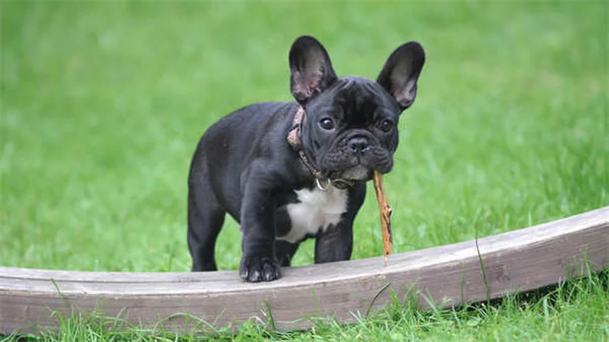 Cytoxan for Pets: What Every Pet Owner Should Know