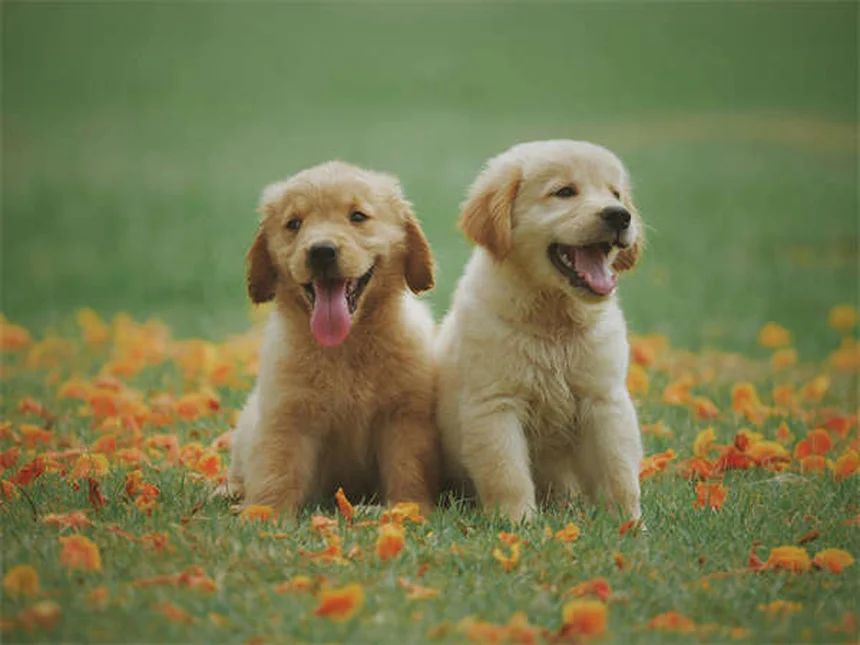 Cytoxan for Pets: What Every Pet Owner Should Know
