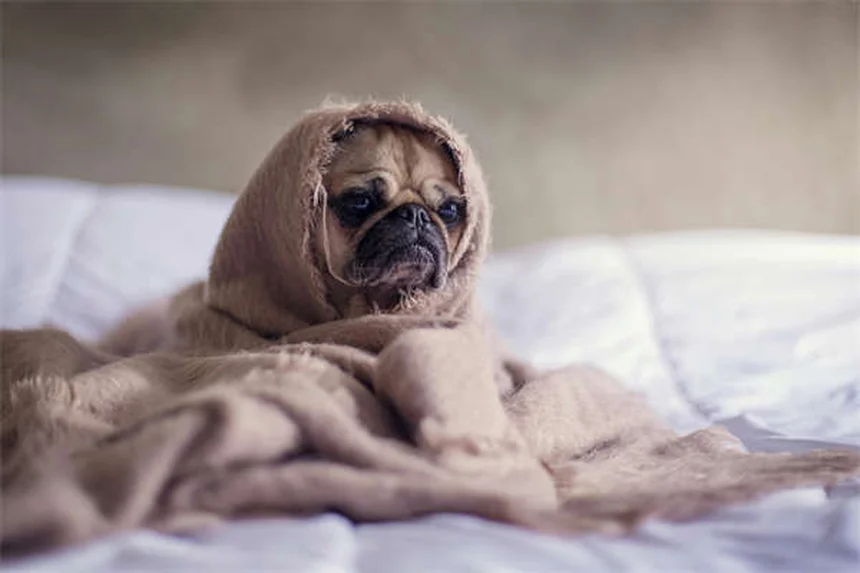 5 Safe Medications for Pregnant Dogs (Vet-Approved Guide)
