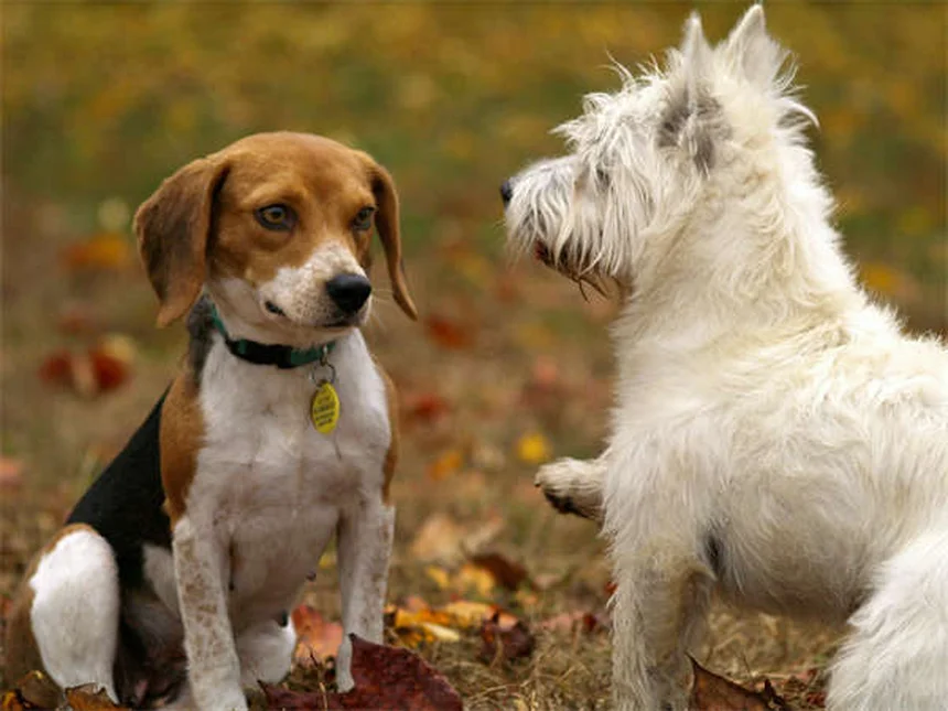 5 Safe Medications for Pregnant Dogs (Vet-Approved Guide)