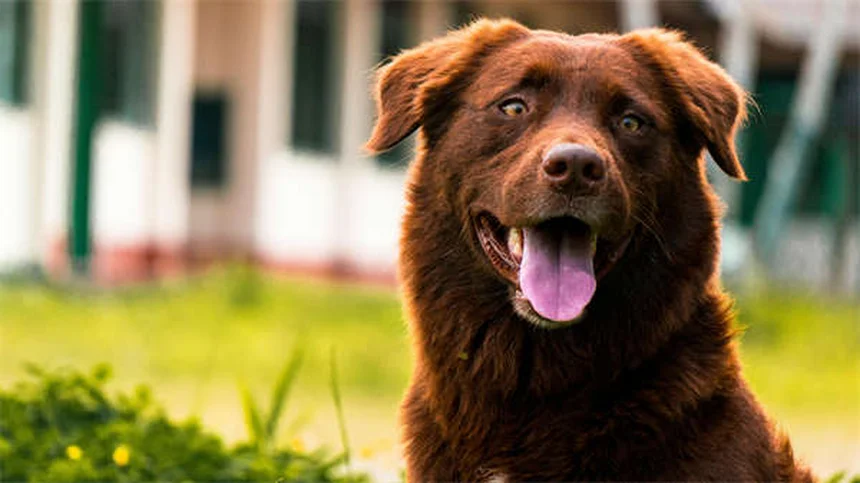 L-Lysine for Pets: 5 Must-Know Facts About Herpesvirus Treatment