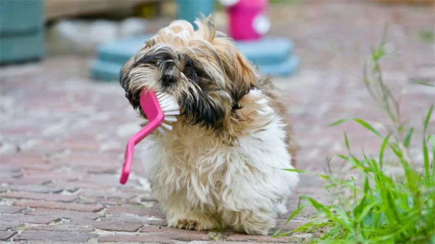 L-Lysine for Pets: 5 Must-Know Facts About Herpesvirus Treatment