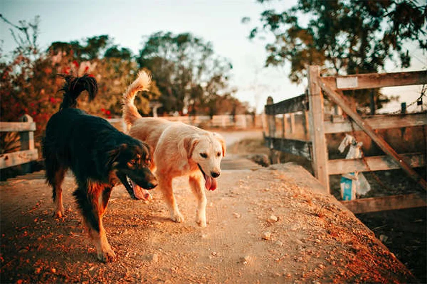 L-Lysine for Pets: 5 Must-Know Facts About Herpesvirus Treatment