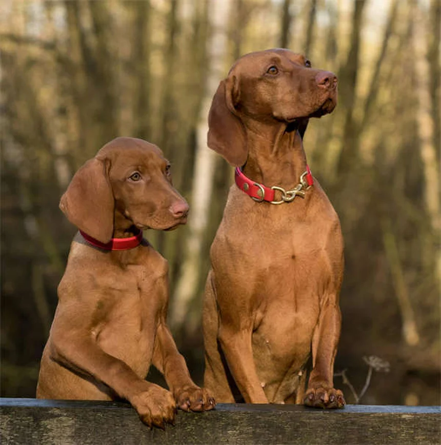 Zantac for Pets: Safe Uses, Side Effects & Vet-Approved Tips