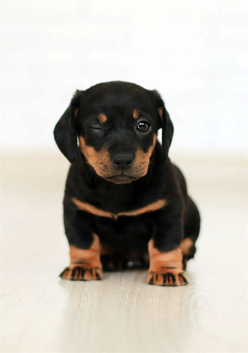 Zantac for Pets: Safe Uses, Side Effects & Vet-Approved Tips