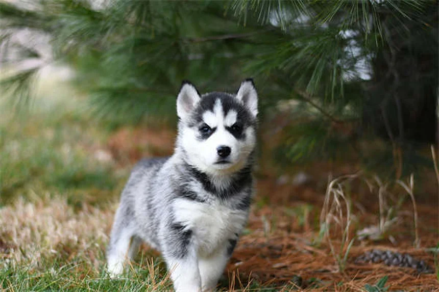 Zantac for Pets: Safe Uses, Side Effects & Vet-Approved Tips