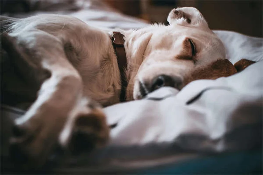 Zantac for Pets: Safe Uses, Side Effects & Vet-Approved Tips