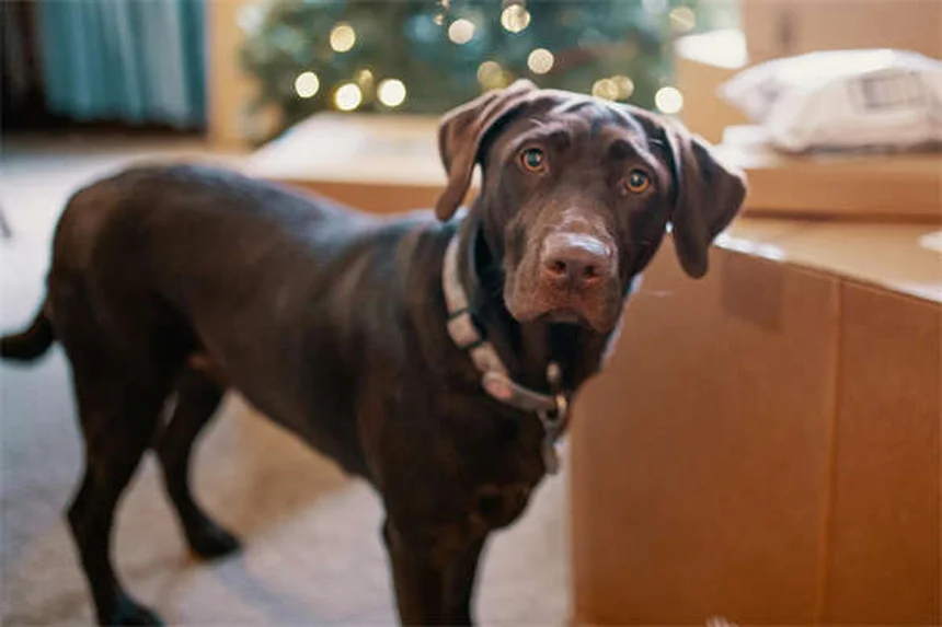 Tylosin for Dogs and Cats: Vet-Approved Guide to This Powerful Antibiotic