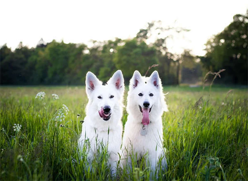 Tylosin for Dogs and Cats: Vet-Approved Guide to This Powerful Antibiotic